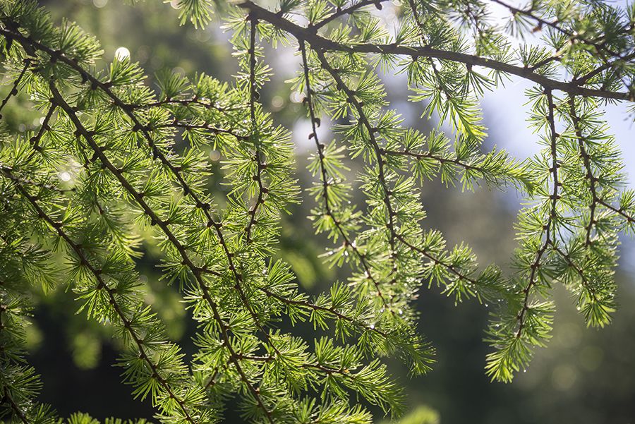 Larch tree
