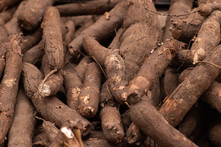 Cassava