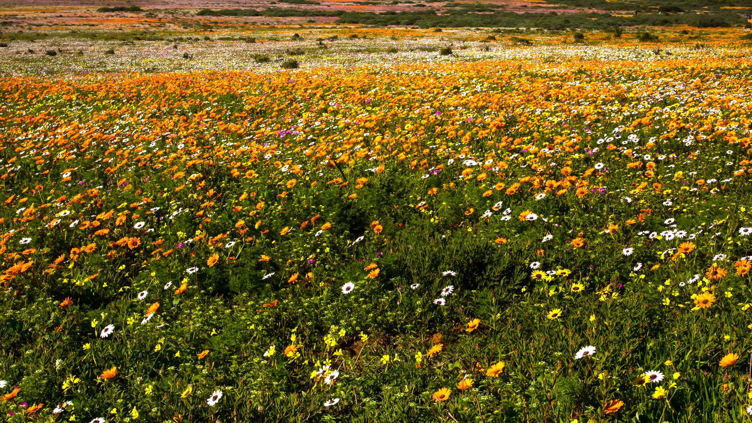 South African daisies. 