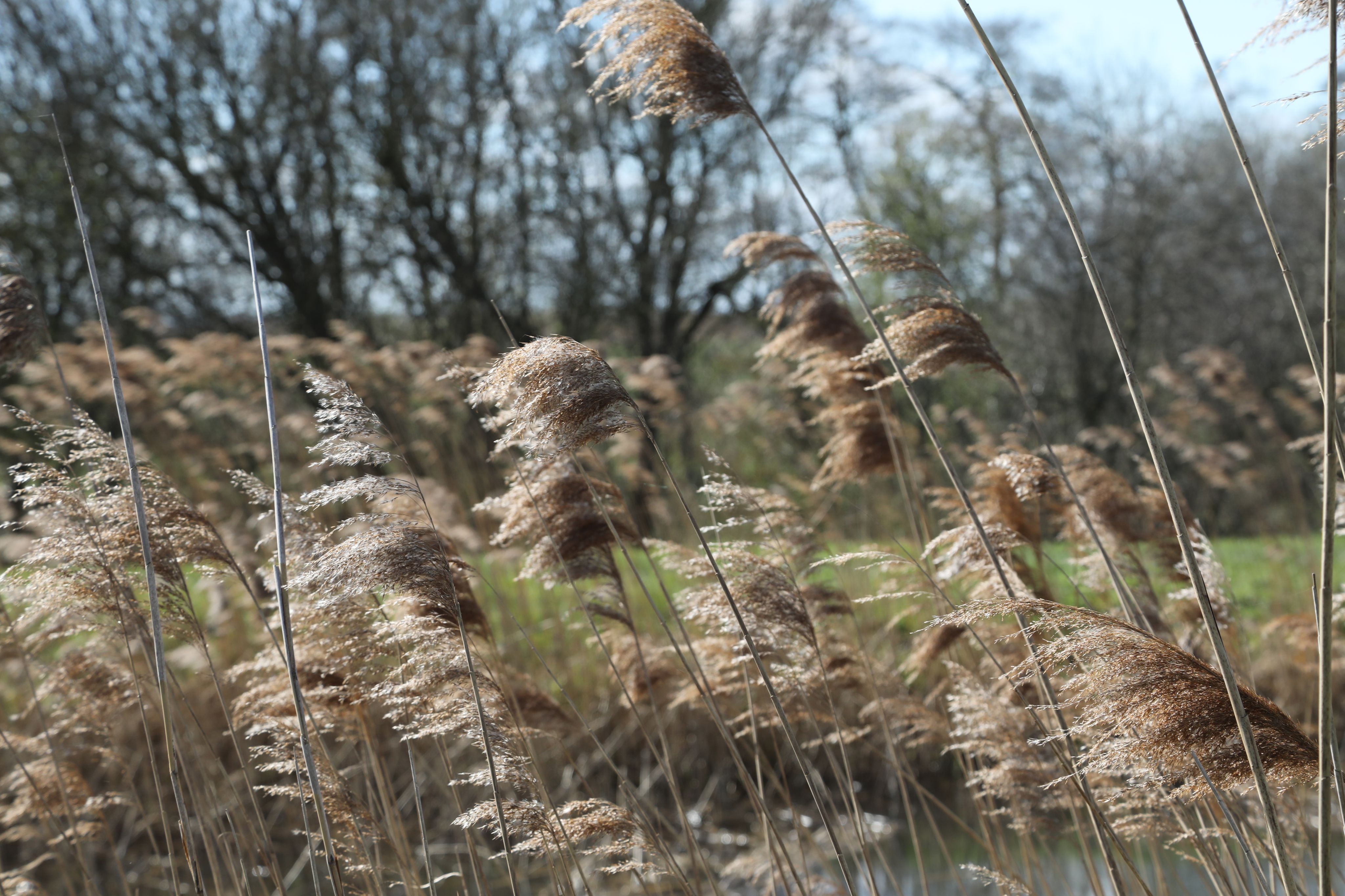Reeds in the Fens