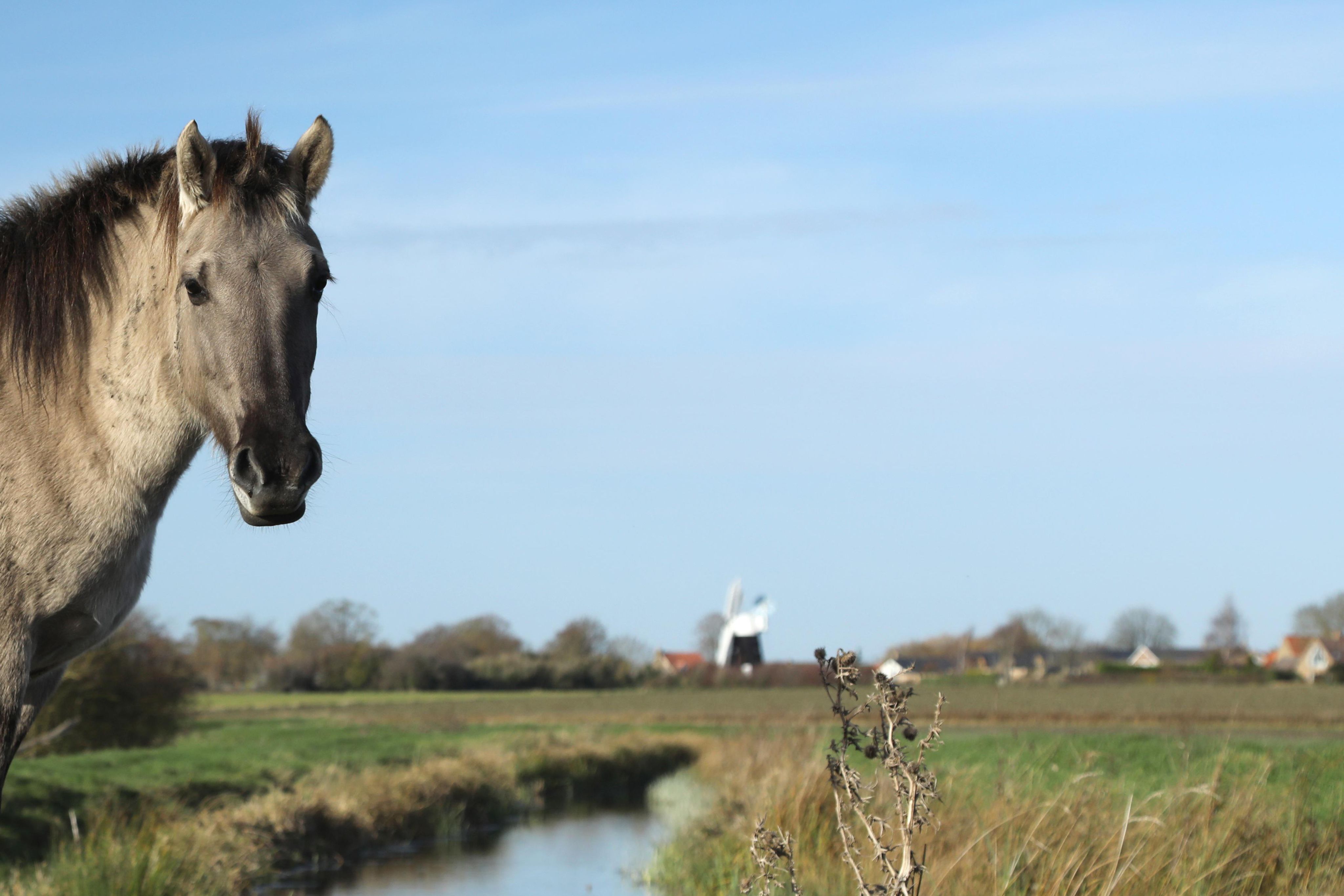 Wild pony at Wicken Fen