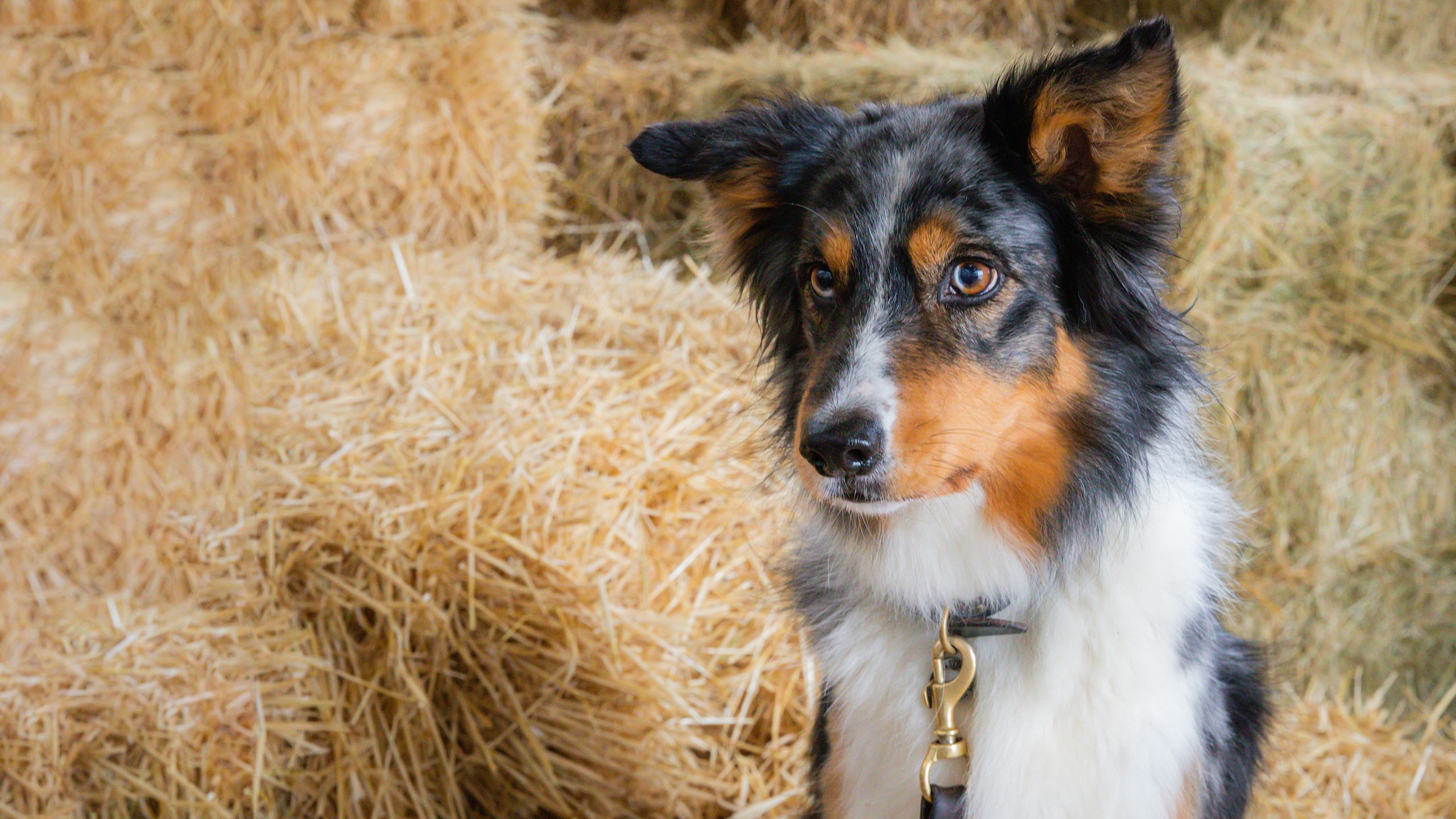 Dog in hay barn