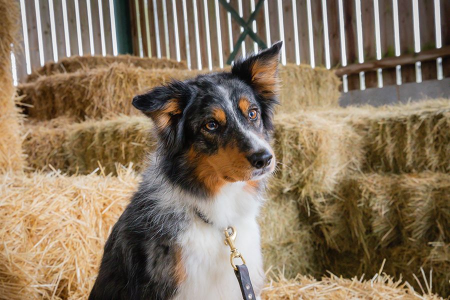 Dog in hay barn