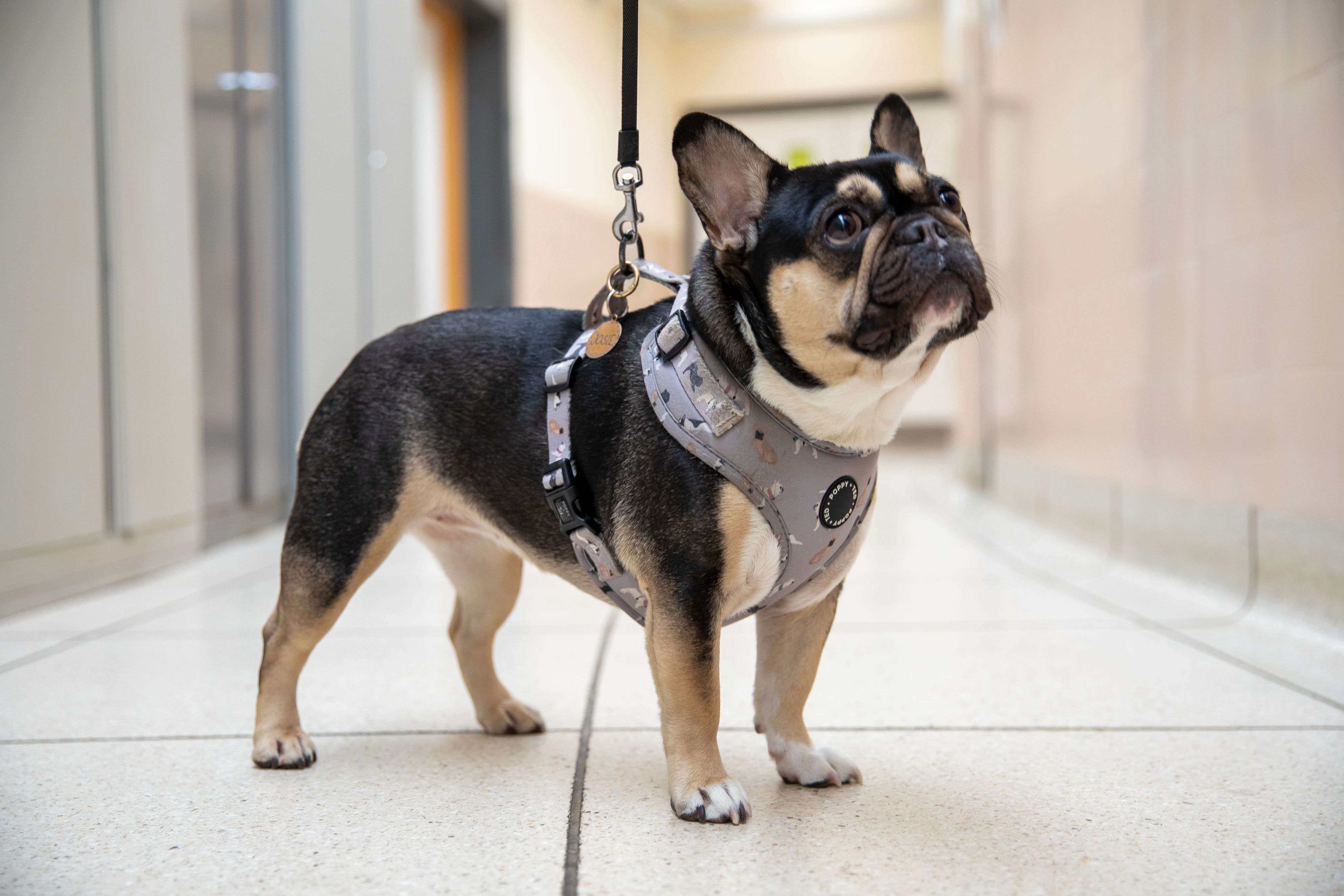 French bulldog