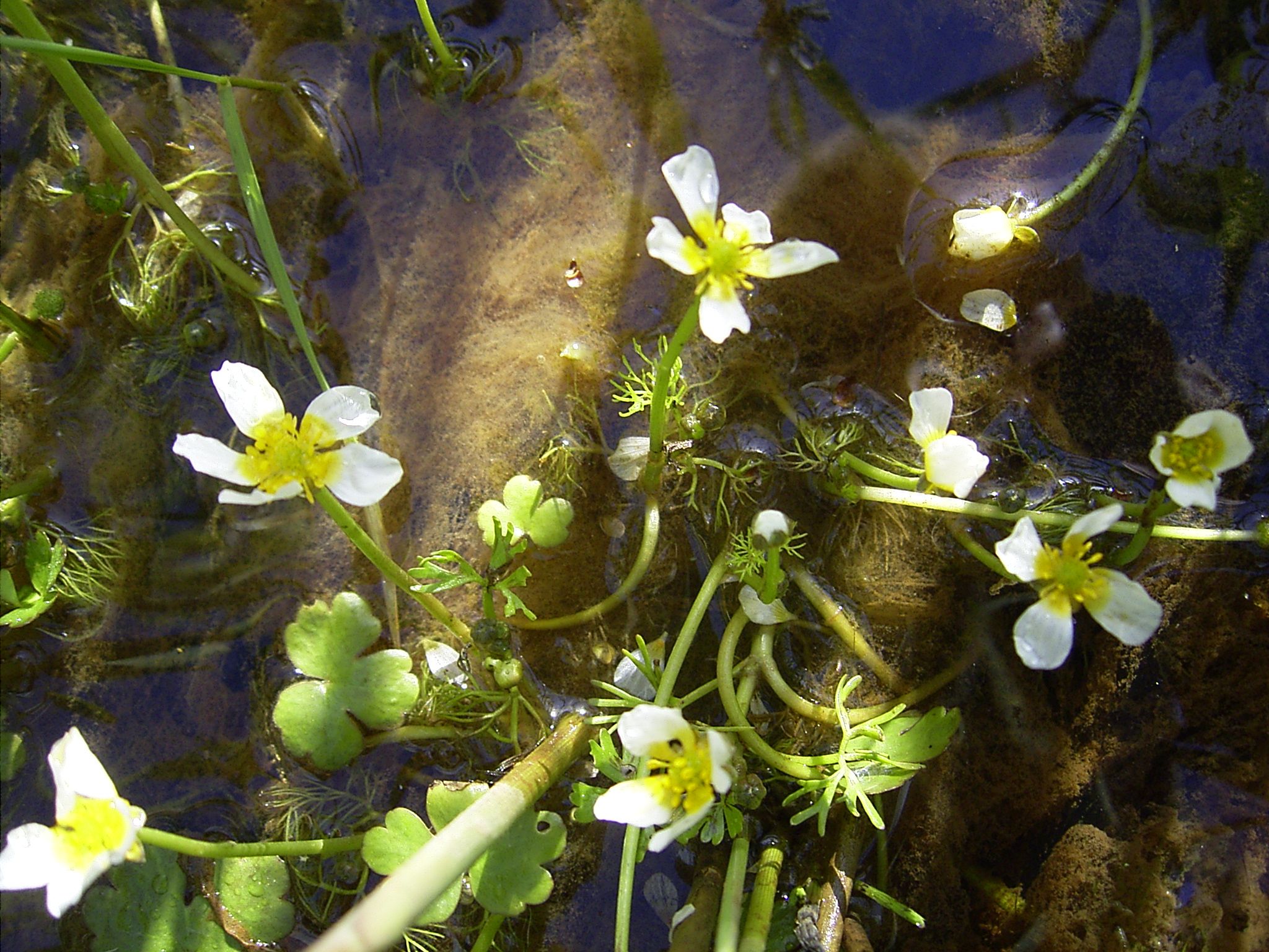 Water crowfoot. Image: TeunSpaans