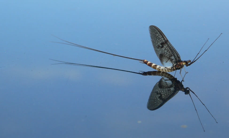 A mayfly on the surface of a chalk stream. Image: Charles Rangeley-Wilson