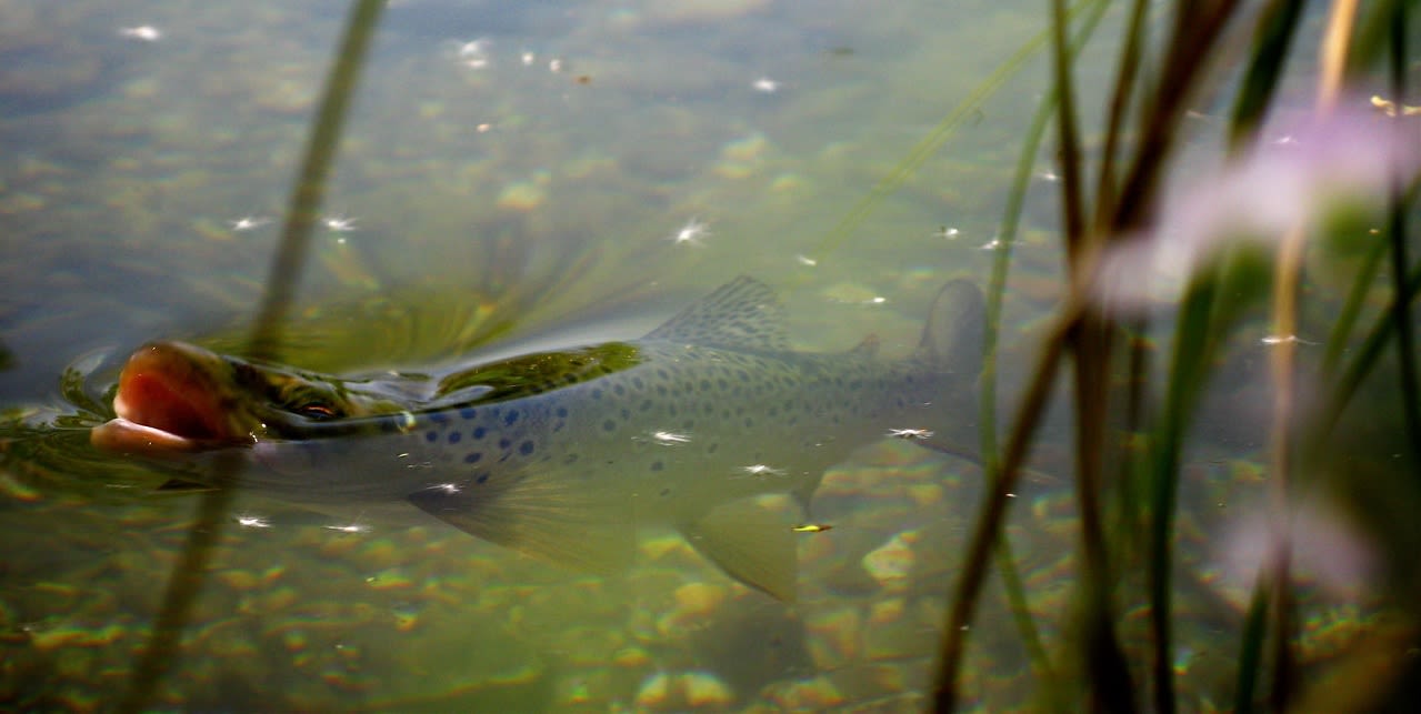 Wild trout. Image: Charles Rangeley-Wilson