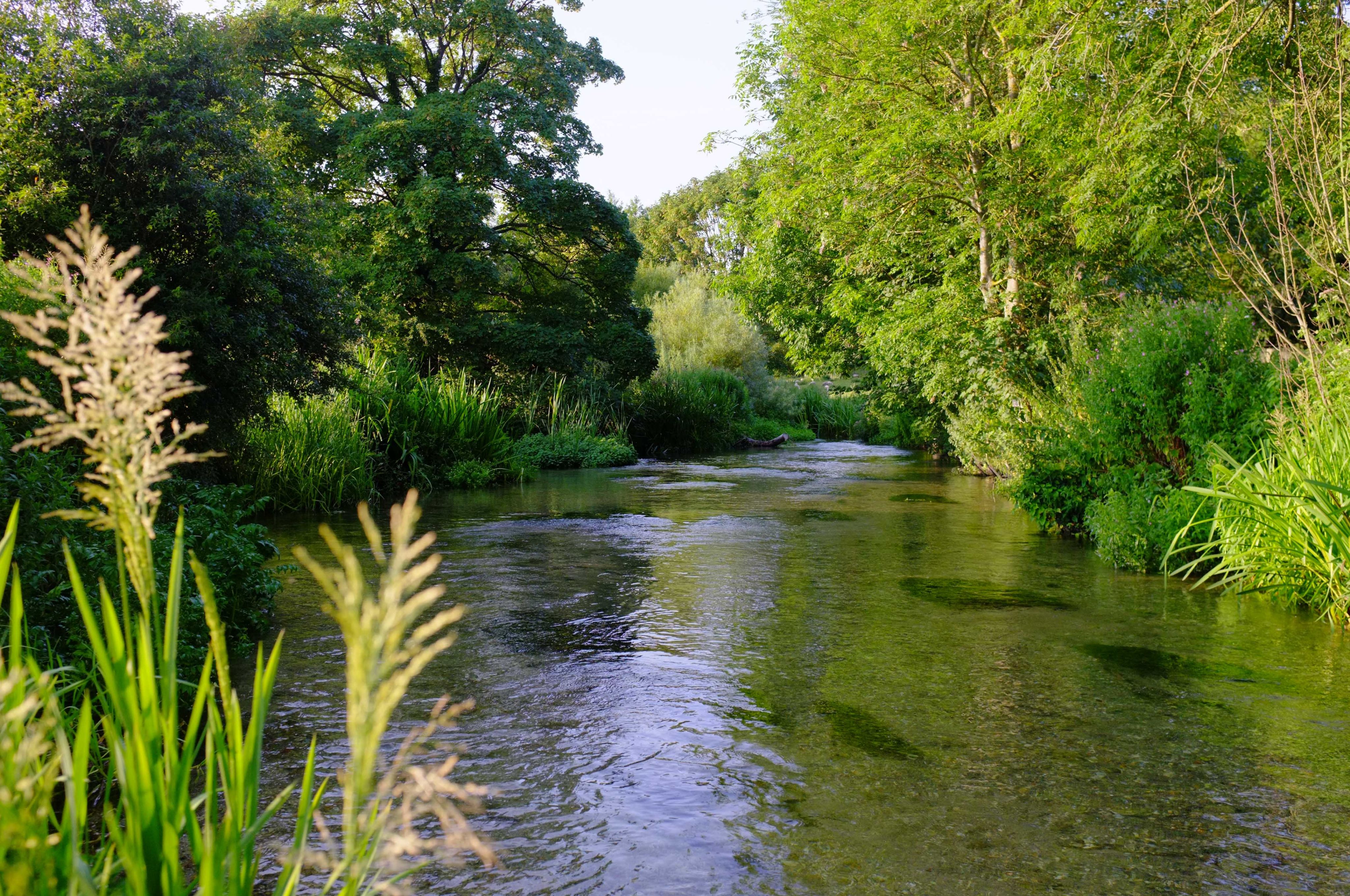 An English chalk stream. Image: Charles Rangeley-Wilson