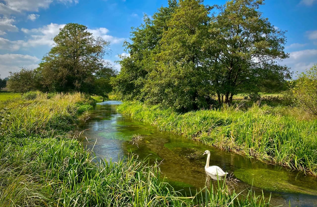 The River Mimram. Image: Charles Rangeley-Wilson