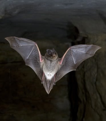 Barbastelle bat. Image: C. Robiller / Naturlichter.de