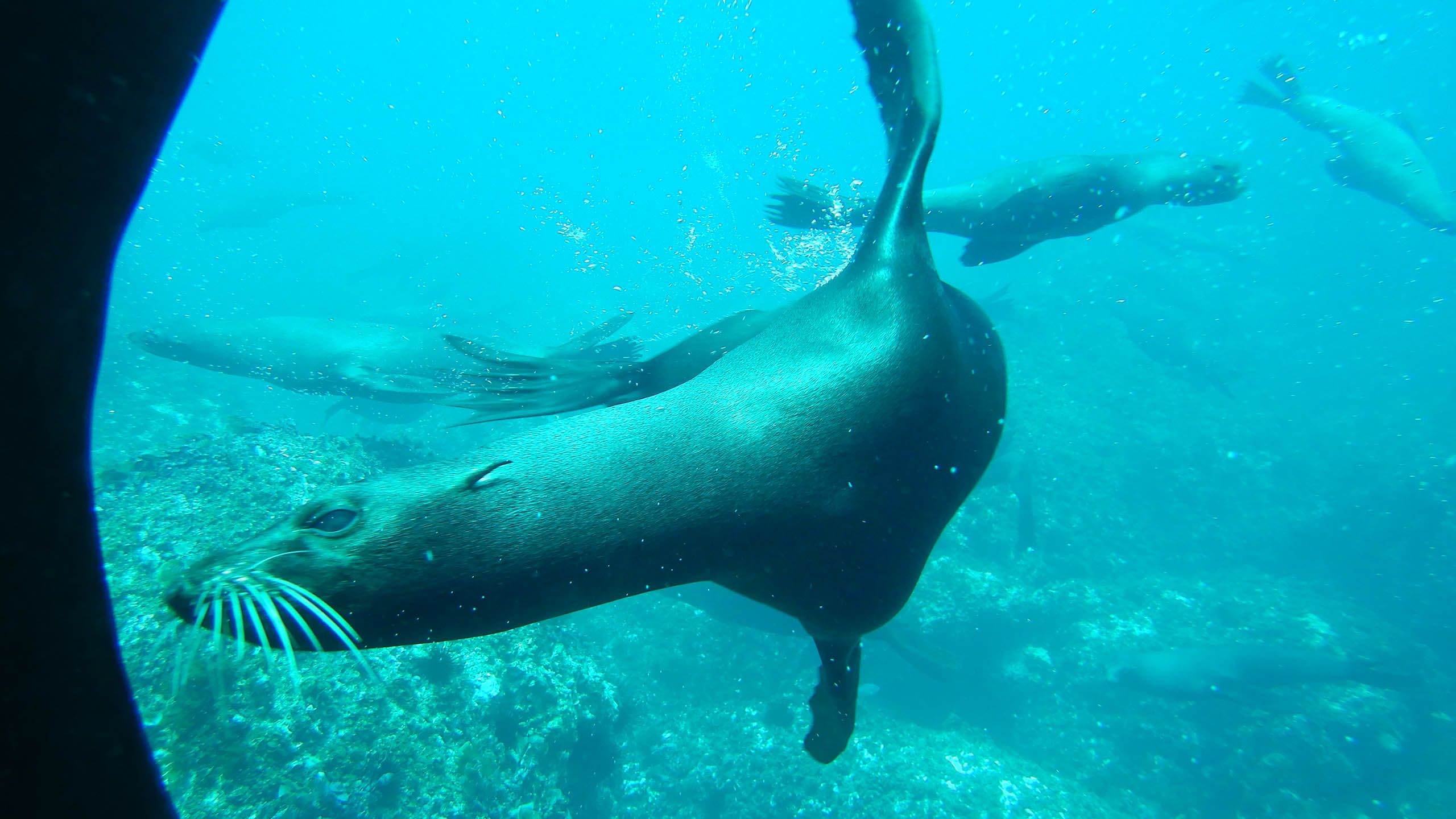 Juan Fernández fur seals swimming under water