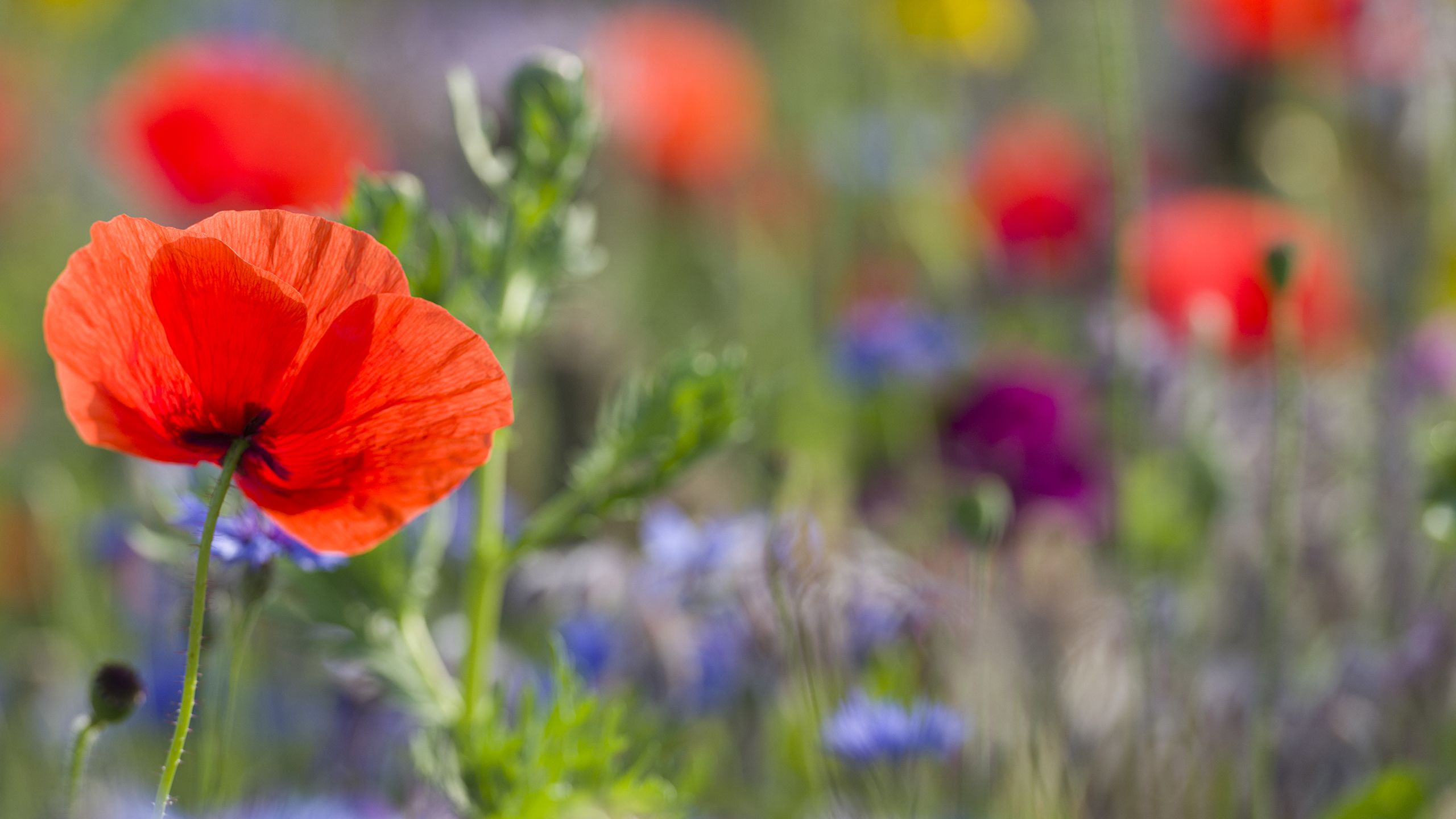 Wildflower meadow at University of Cambridge Botanic Garden