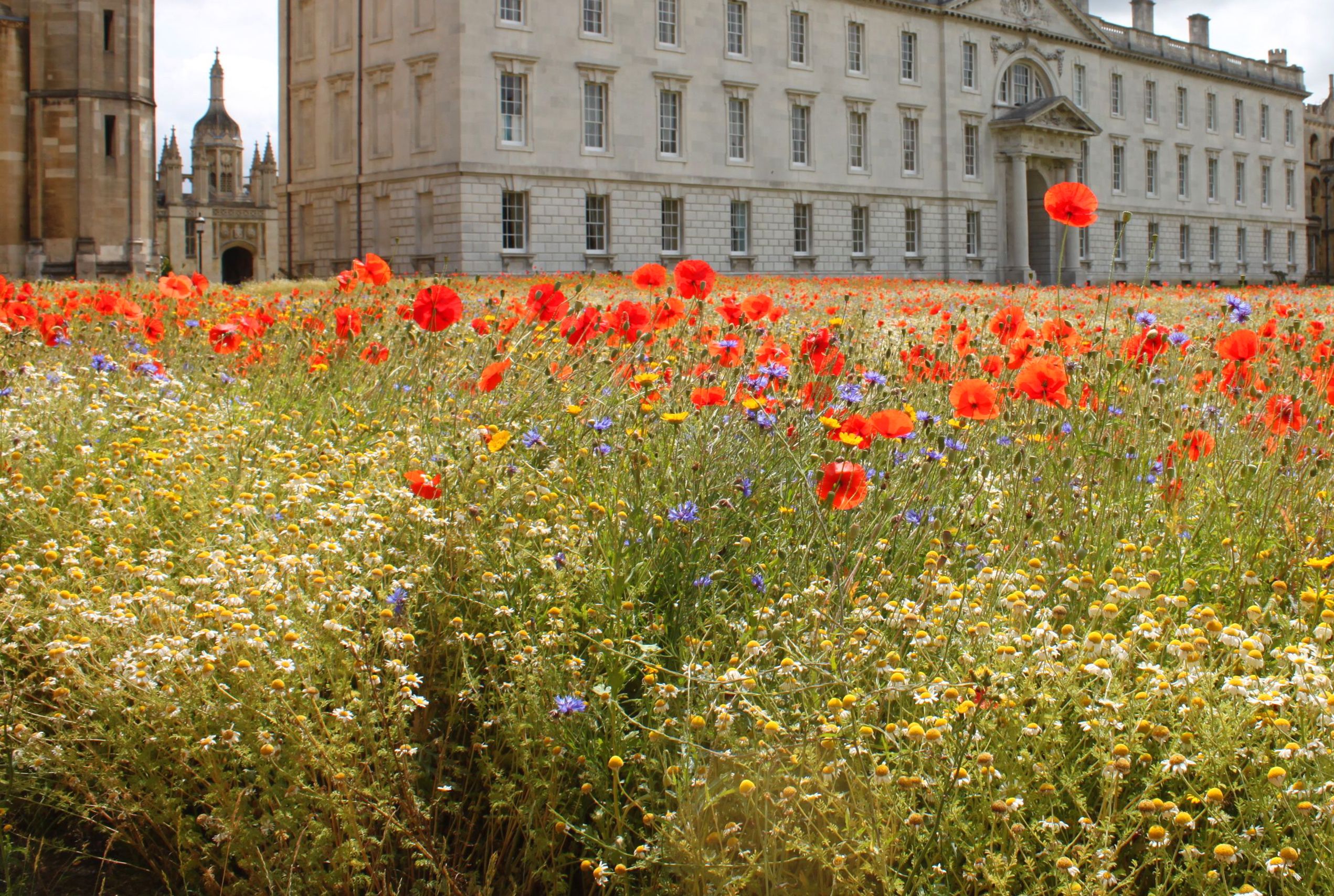 Poppy-filled meadow at King's College, Cambridge