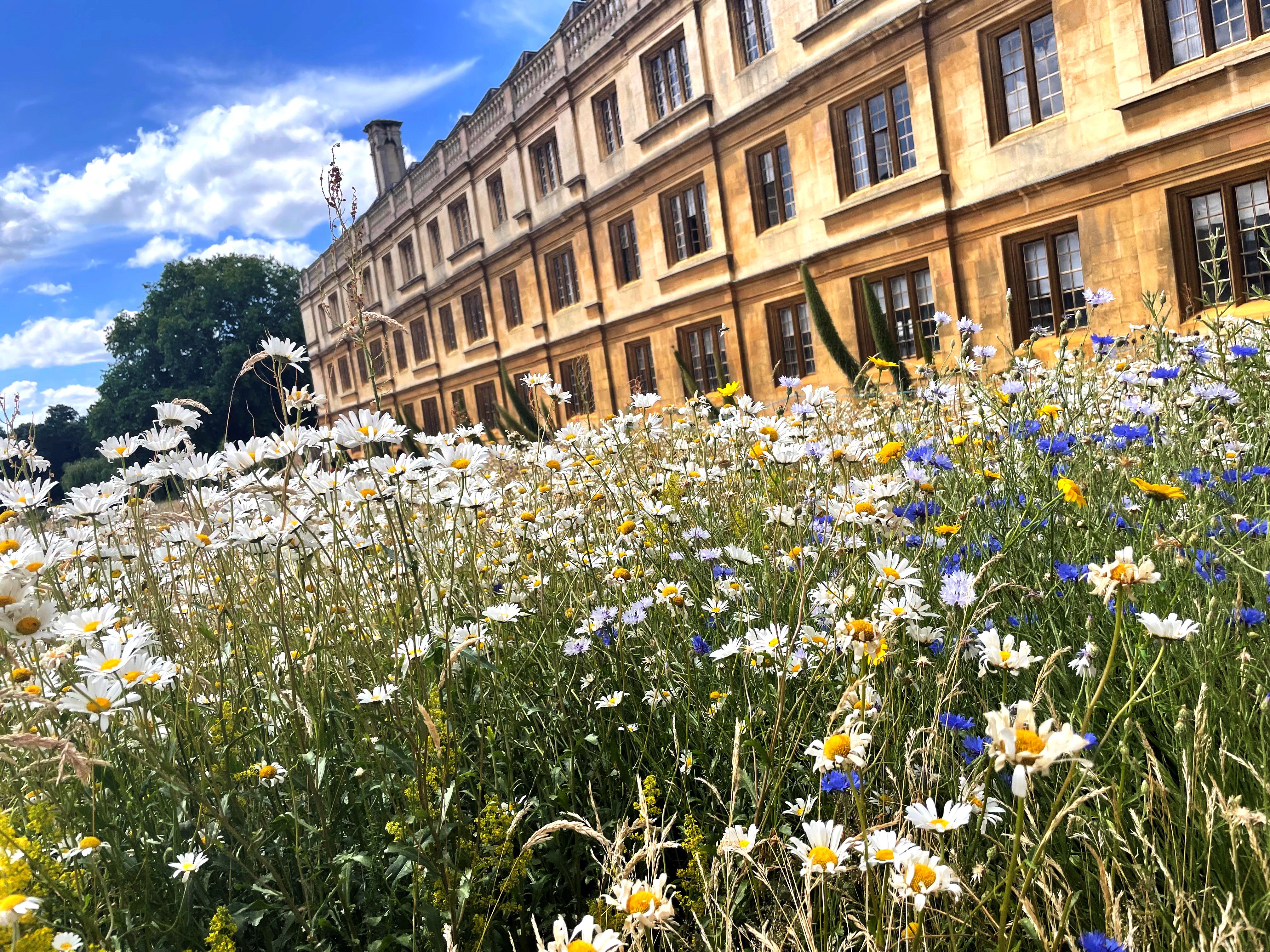 Oxeye daisies in the King's meadow