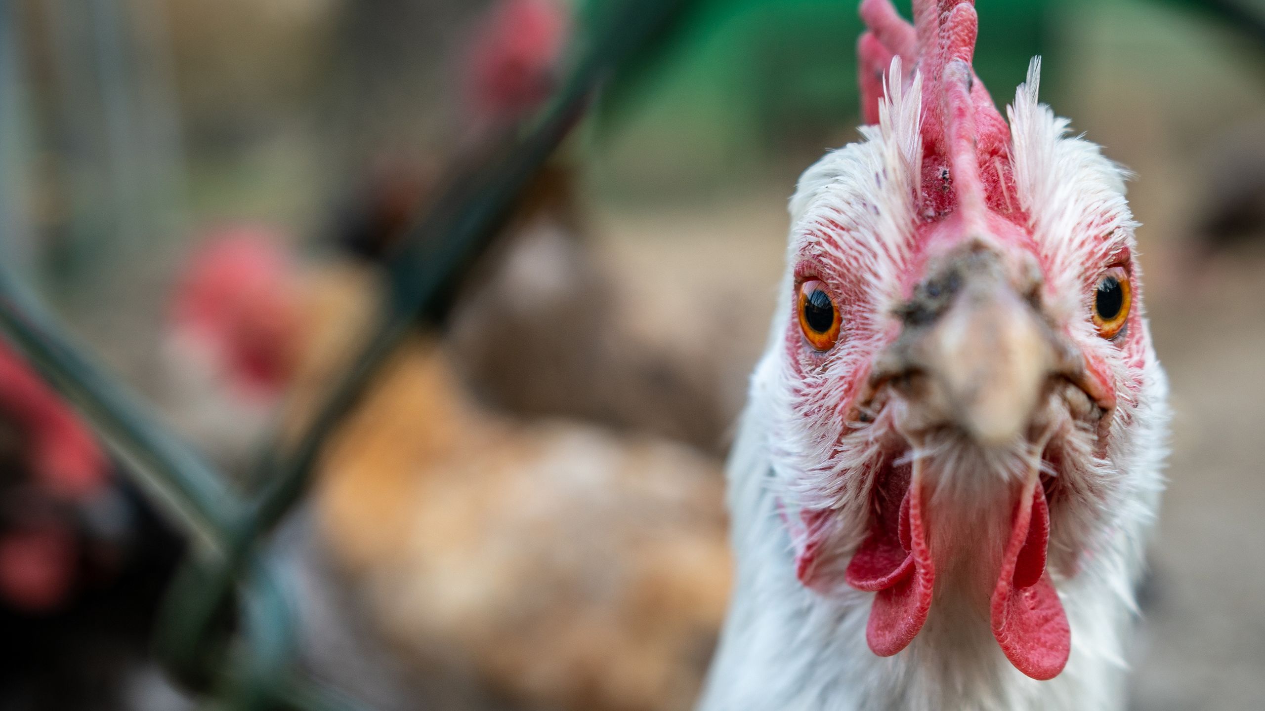 A chicken looks straight at the viewer