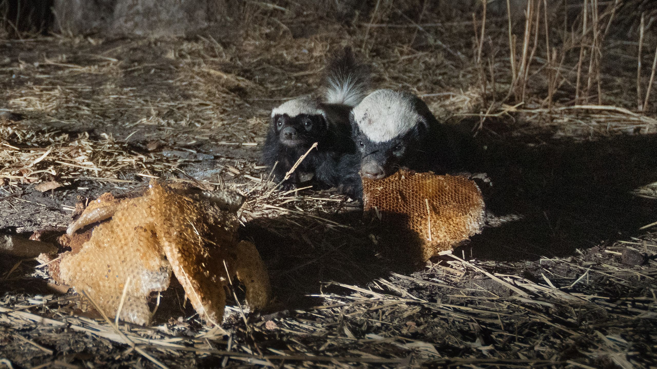 Birds and honey badgers could be cooperating to steal from bees in parts of  Africa