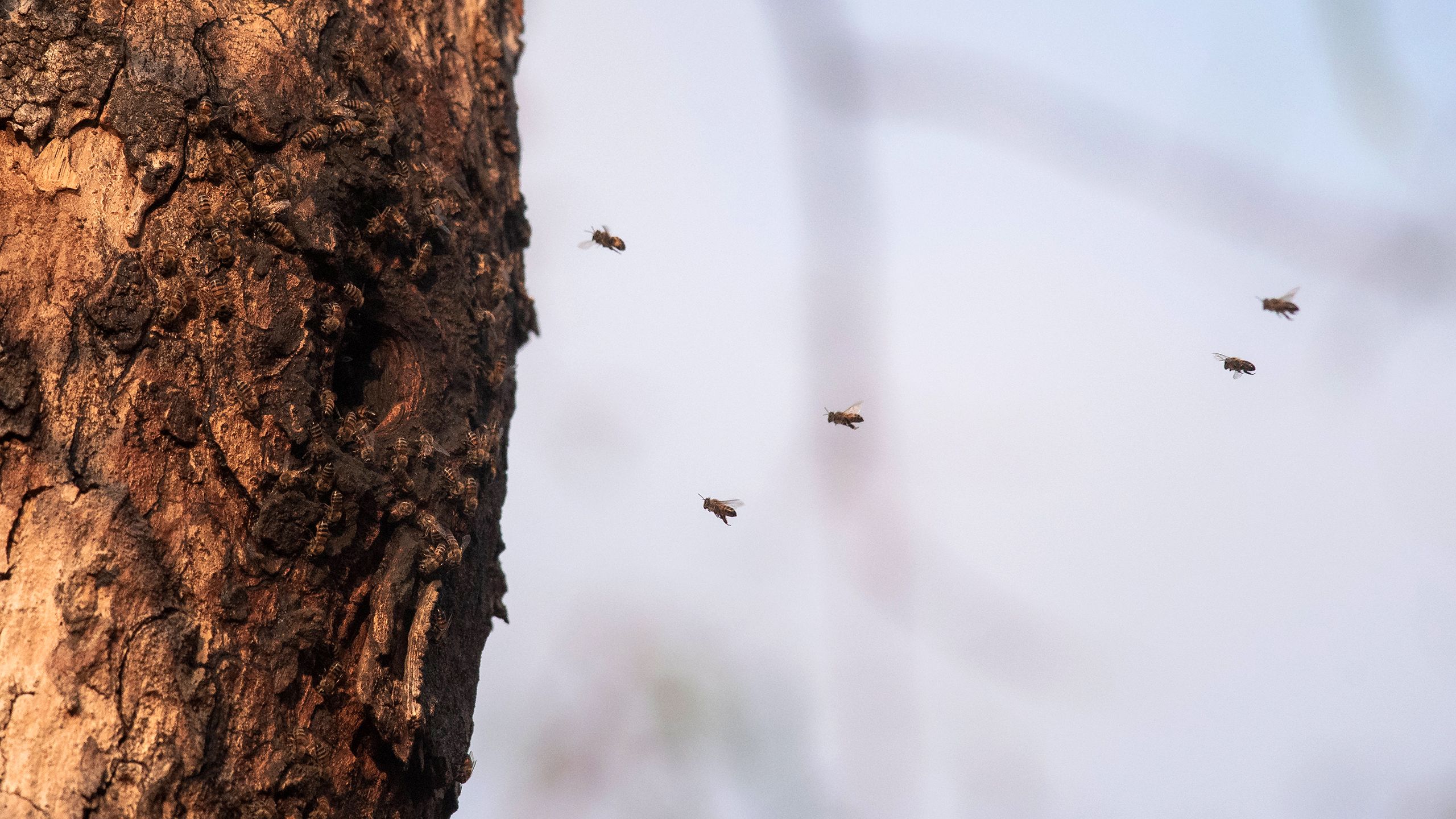 Honeybees nesting in a tree cavity in Mozambique. Photo: Dominic Cram