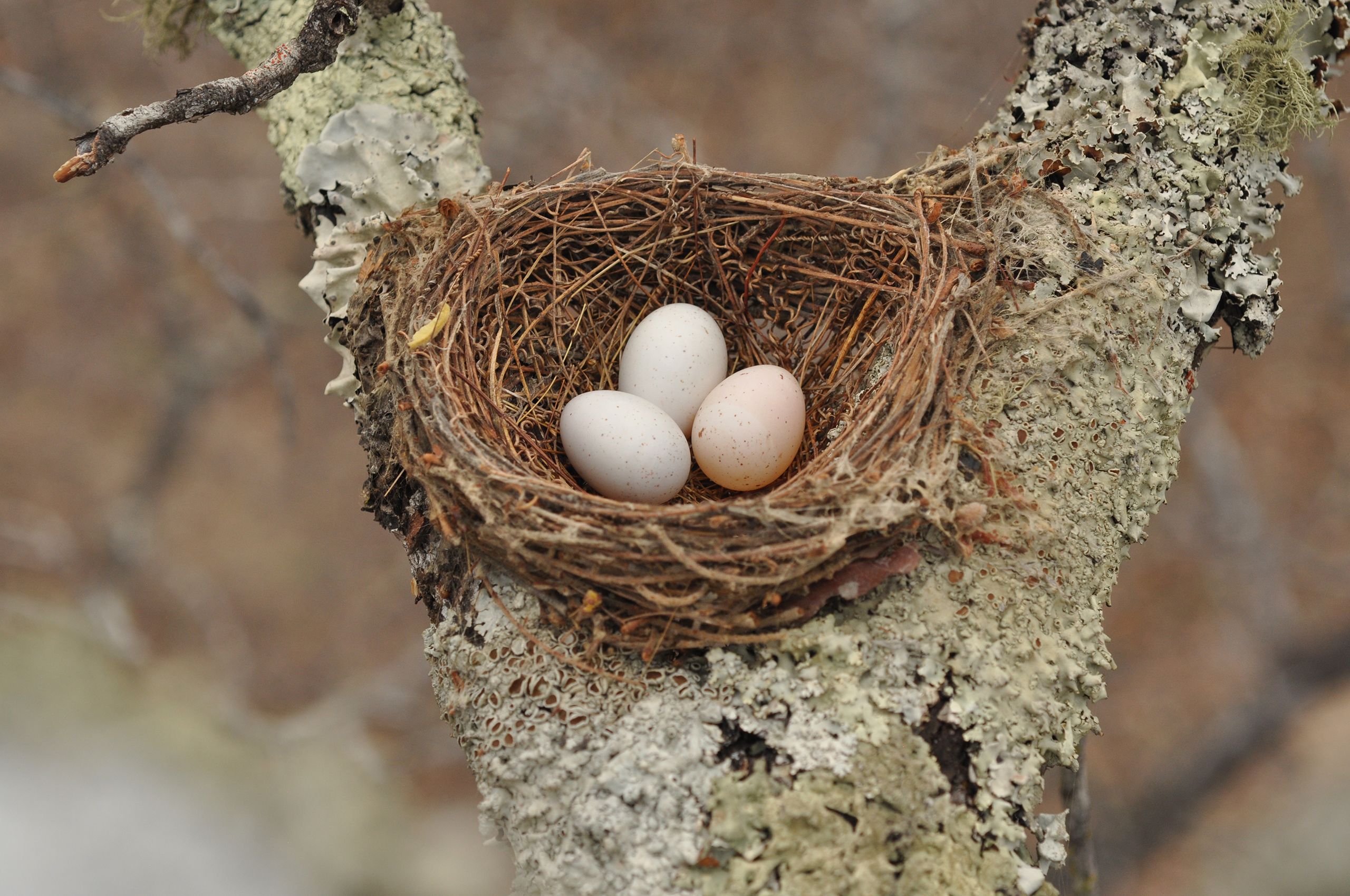 A fork-tailed drongo nest that has been parasitised by an African cuckoo (cuckoo egg on the bottom right). Credit: Jess Lund