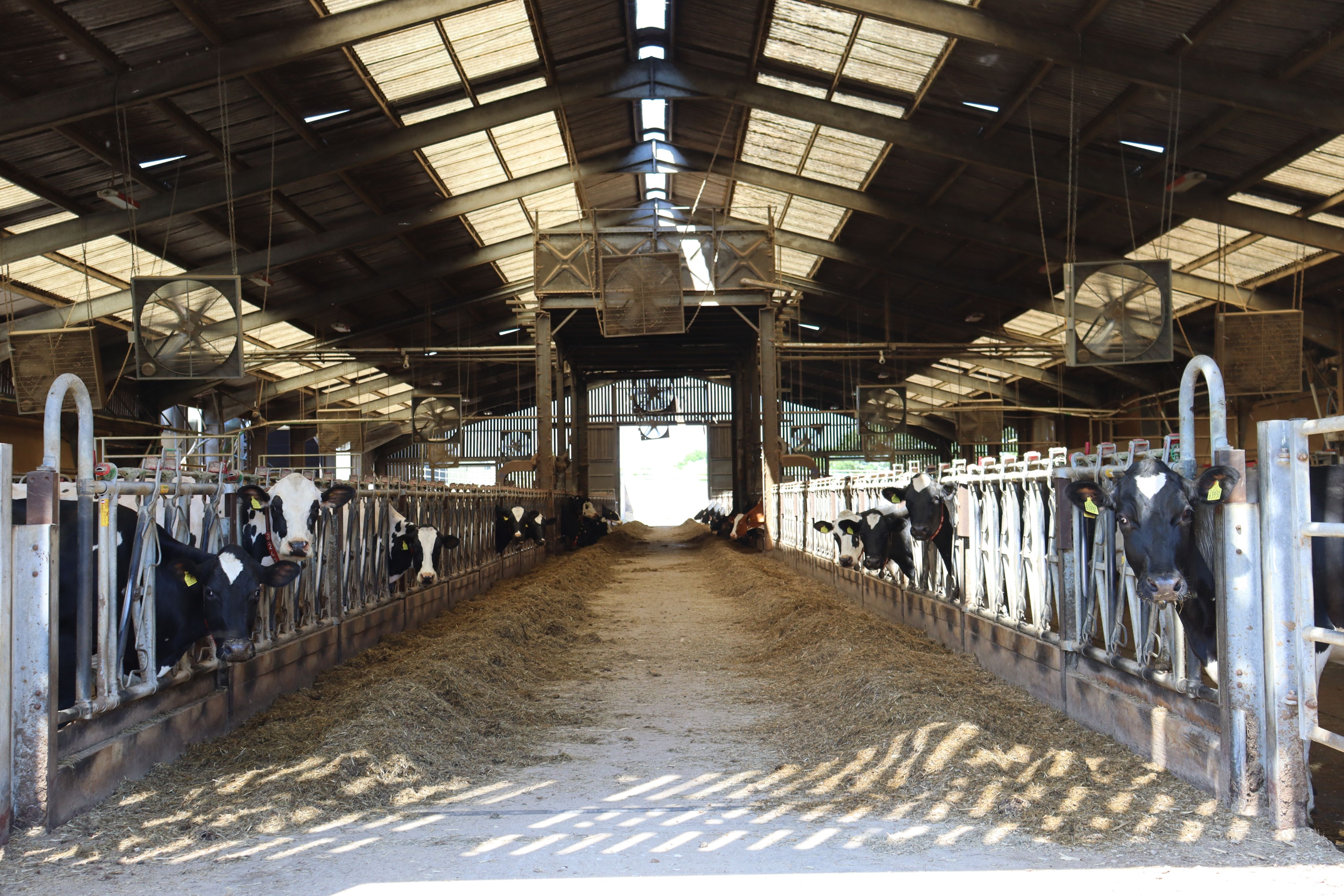 Dairy cows in the barn feeding on grain