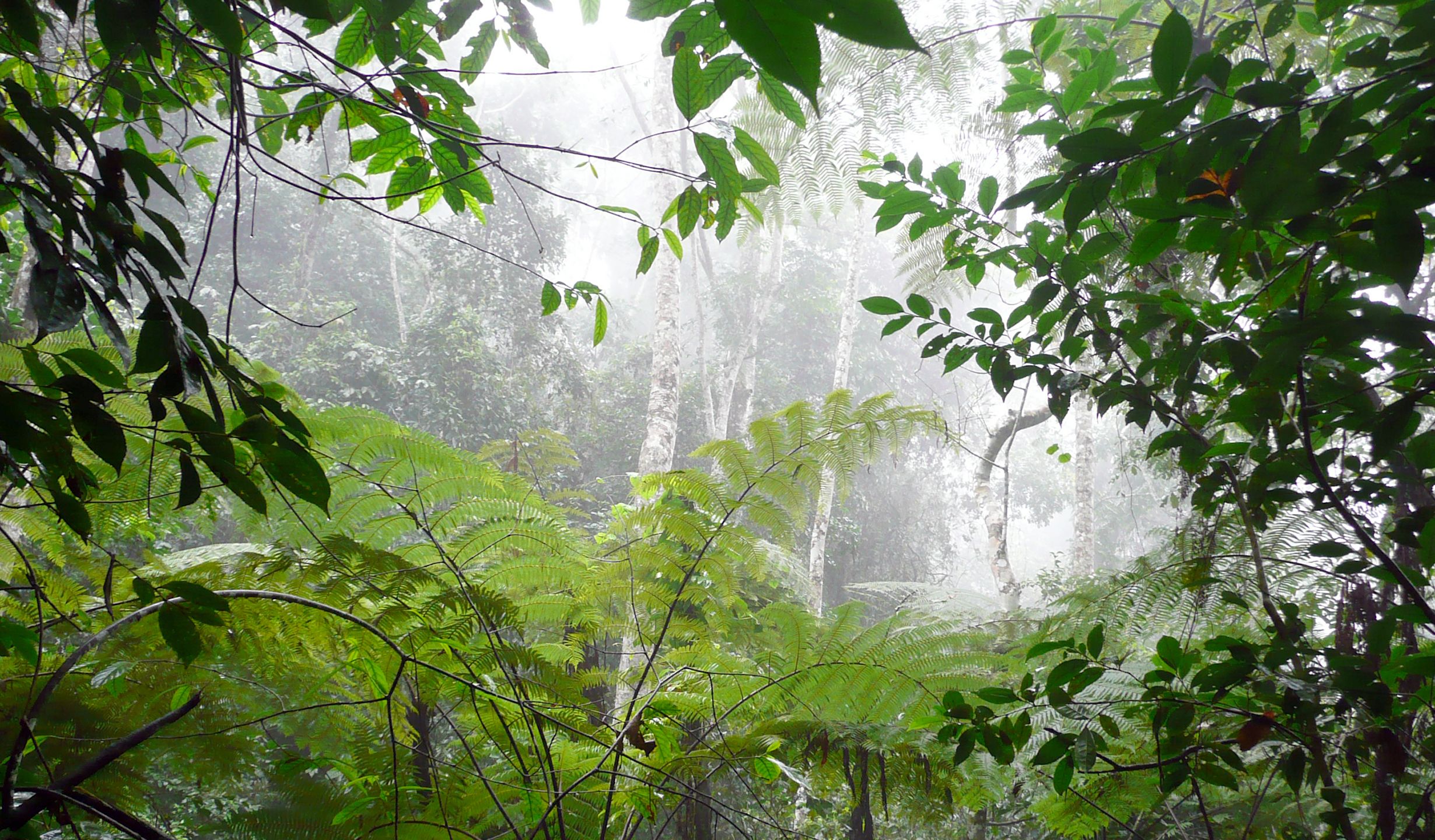 Forests are vital in supplying drinking water to millions of people living downstream. Credit: Marije Schaafsma.