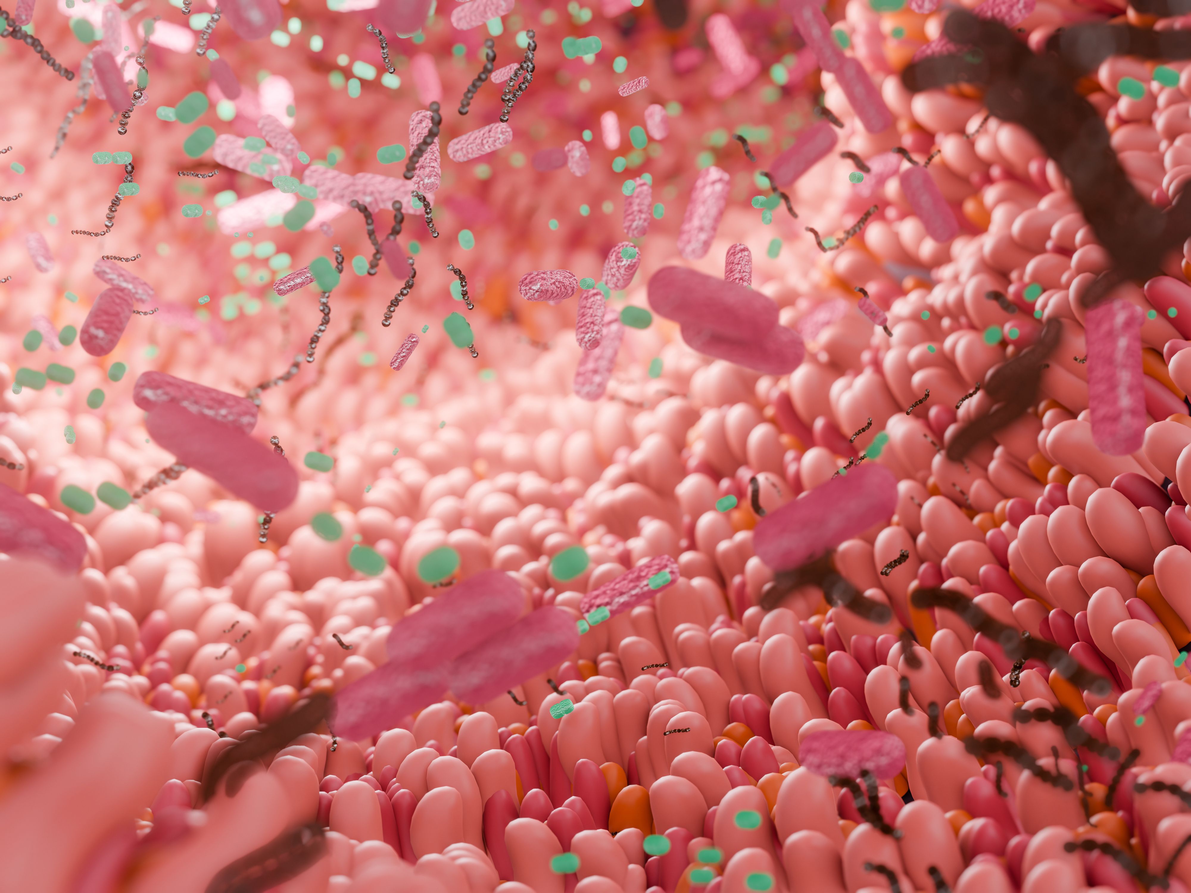Human intestine with microbiome. Credit: OLEKSANDRA TROIAN/ Getty. 