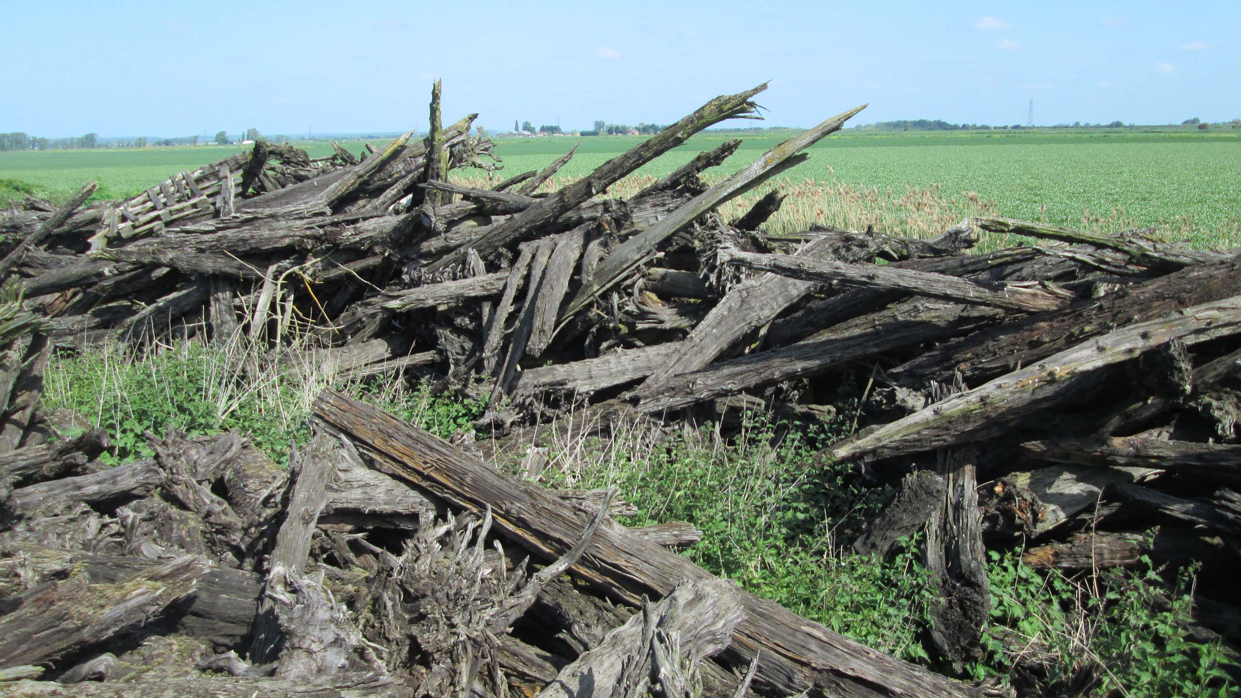 Pile of subfossil yew trunks on the edge of an agricultural field, north of Peterborough, UK. Photo credit: T. Bebchuk