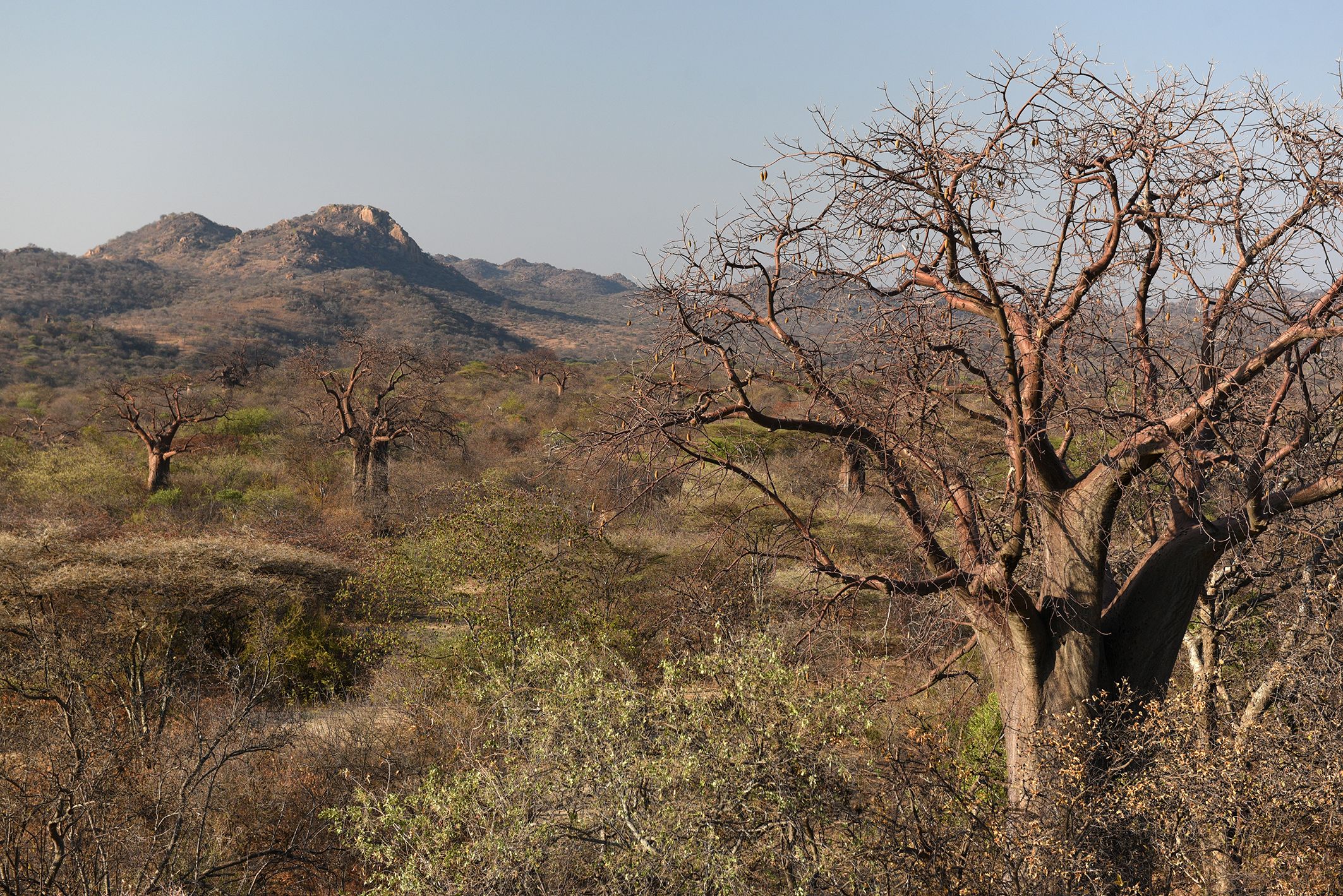 Kidero Hills, Tanzania, where Hadza honey-hunters cooperate with honeyguides