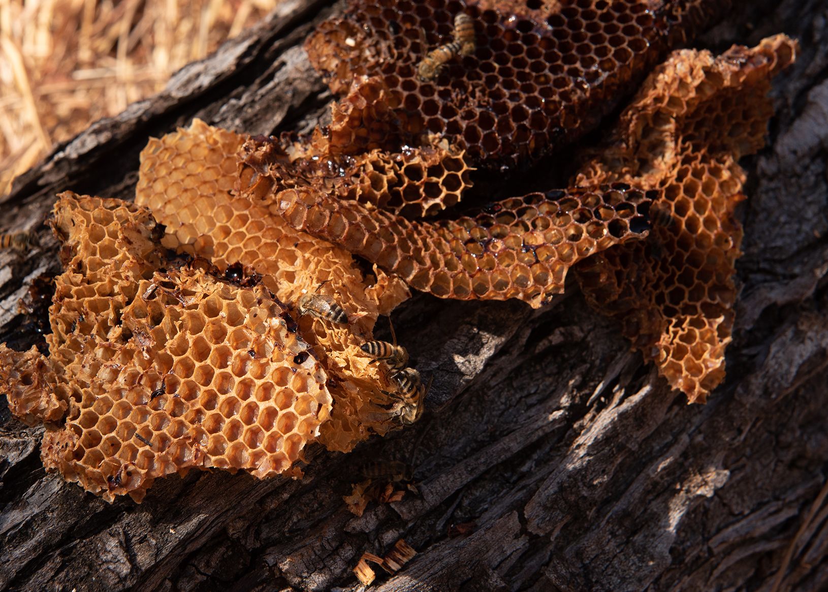 Wax left for honeyguide by Yao honey-hunter in Niassa Special Reserve, Mozambique.