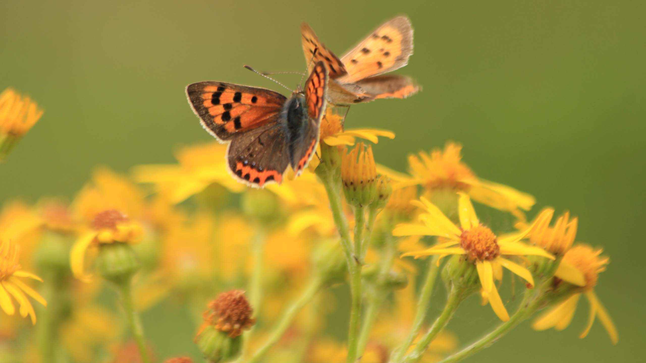 Two Small copper butterflies on yellow flowers.