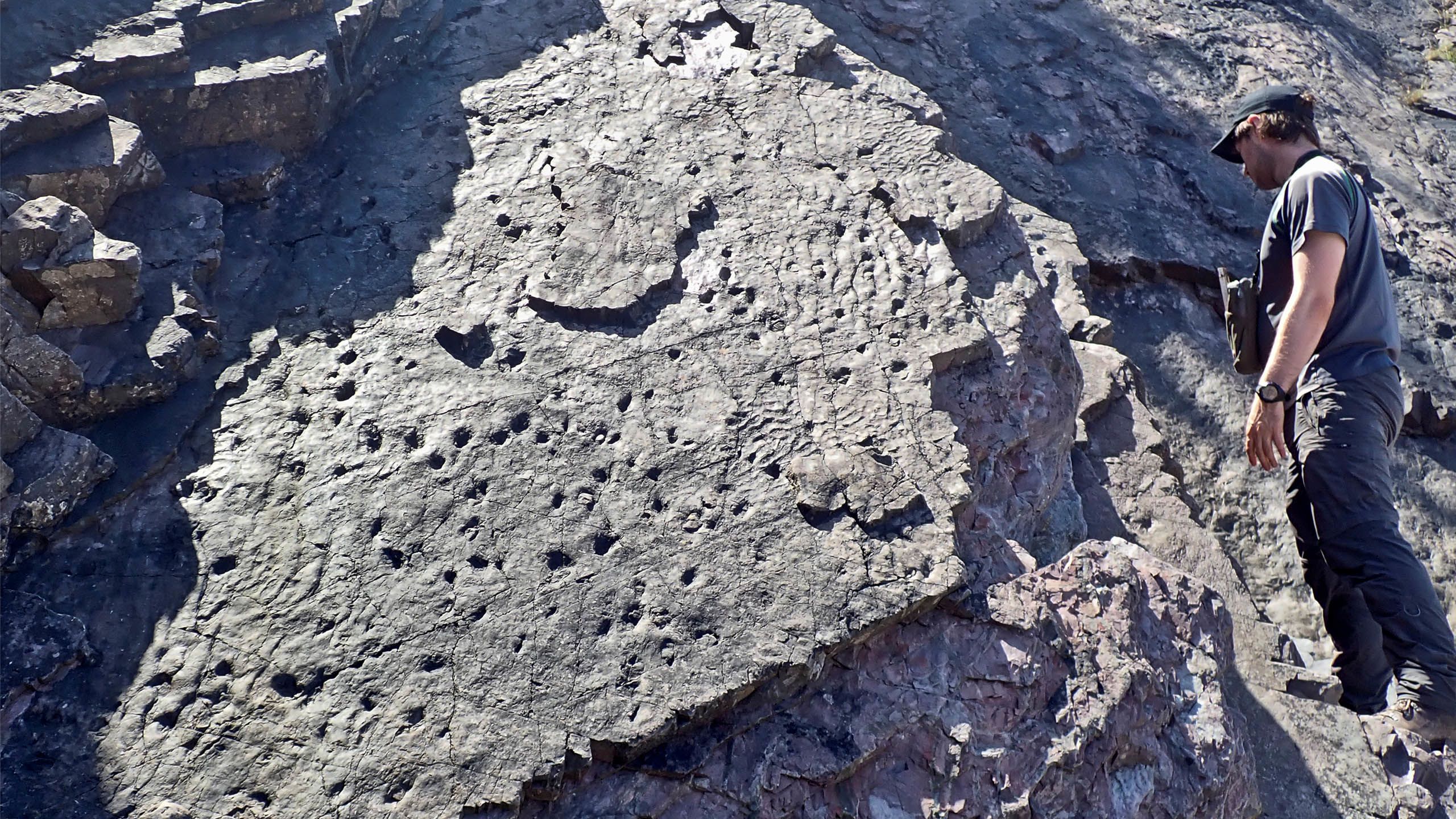 Scientist standing by a large fossil of tree stumps