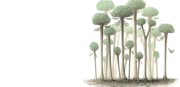 Illustration of Calamophyton trees