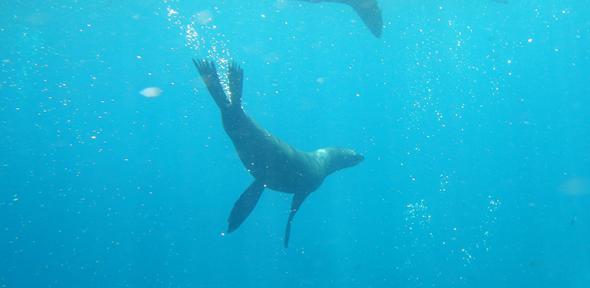 Seal swimming in the sea near Robinson Crusoe Island