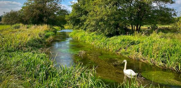 The River Mimram. Image: Charles Rangeley-Wilson