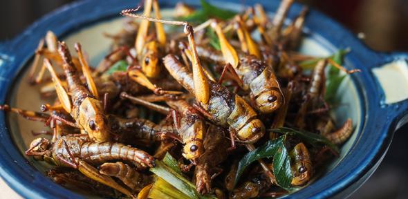 deep fried locusts