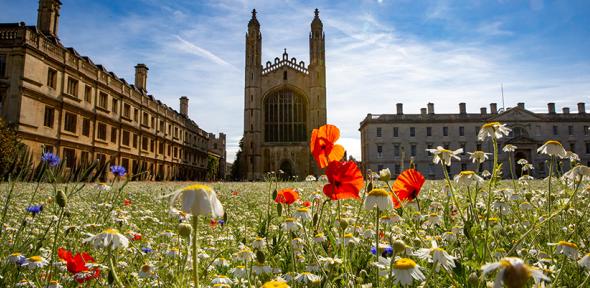 Wildflower meadow at King's College, Cambridge with chapel behind