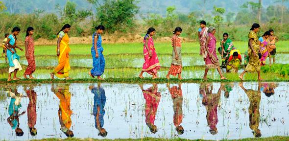 Women working in the rice paddy fields in Odisha, one of the the poorest regions of India