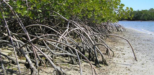 Mangrove trees along a coastline, Everglades National Park.