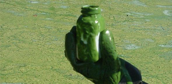 Jar of blue-green algae from Wolske Bay, Lake Menomin.