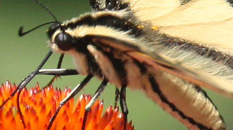 Swallowtail Close-up