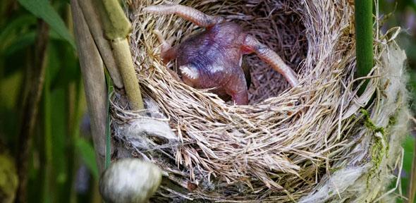 A cuckoo chick ejects a reed warbler egg from a nest