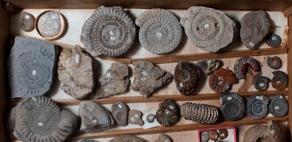 Drawer of ammonoids from the Woodwardian collection, the founding collection of the Sedgwick Museum, dating to the late 17th and early 18th century