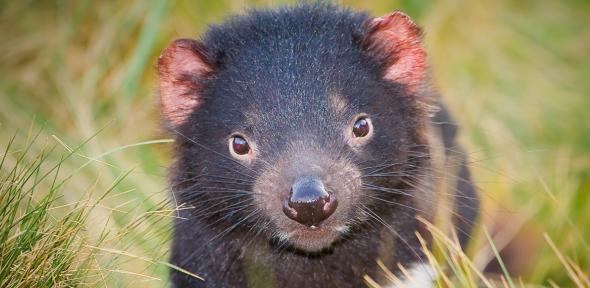 Darran Leal, Save the Tasmanian Devil Program