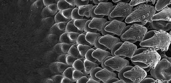  Scanning electron micrograph image of sunflower head developing.