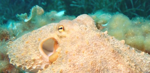The camera eye of an octopus is structurally similar to that of a human, but has evolved independently, making it a classic example of convergent evolution.