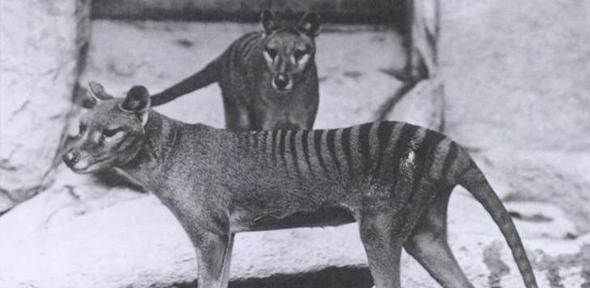 Thylacine, or Tasmanian tiger 