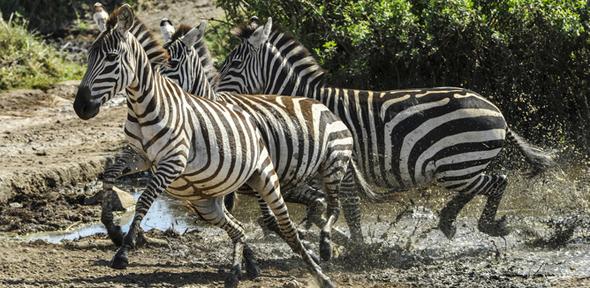 Zebras on the run can razzle-dazzle their enemies