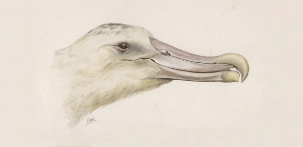 Head of an albatross caught on Sep. 22 1901 by Edward Adrian Wilson