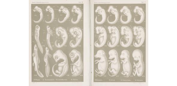 Comparison of embryos of fish, salamander, turtle, chick, pig, cow, rabbit and human embryos at three different stages of development.