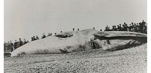 The 'Pevensey whale'