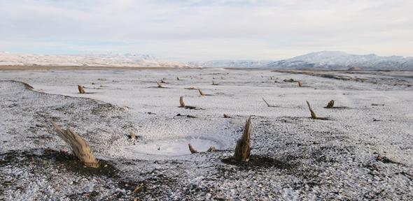 Subfossil trees preserved in Iceland